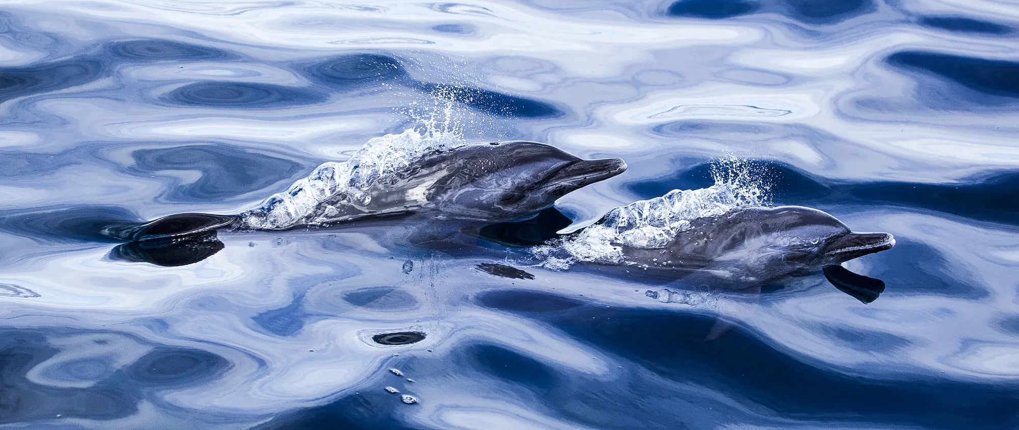 Pantropical spotted dolphin