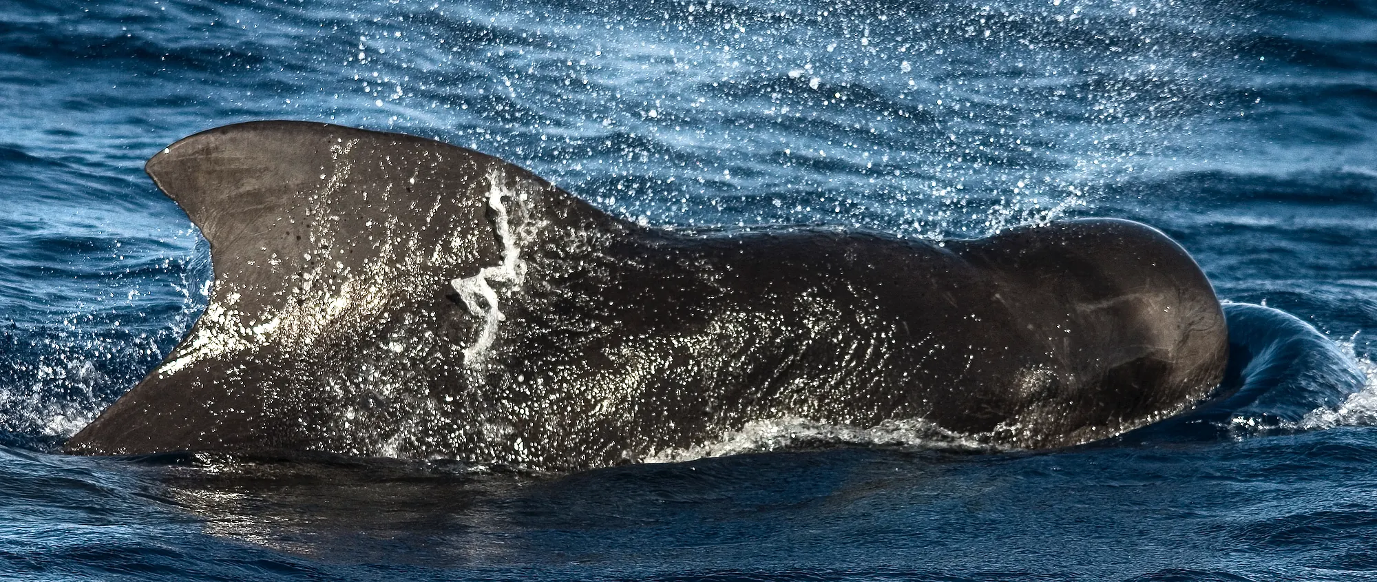 Short-finned pilot whale