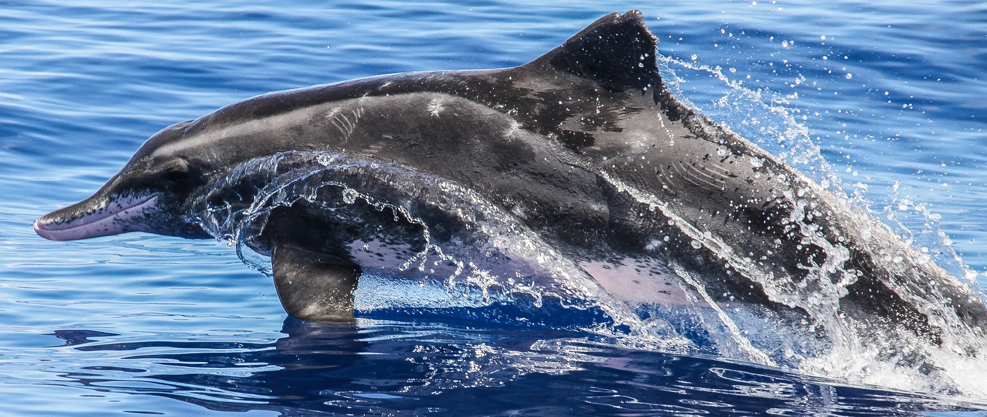 Rough-toothed dolphin