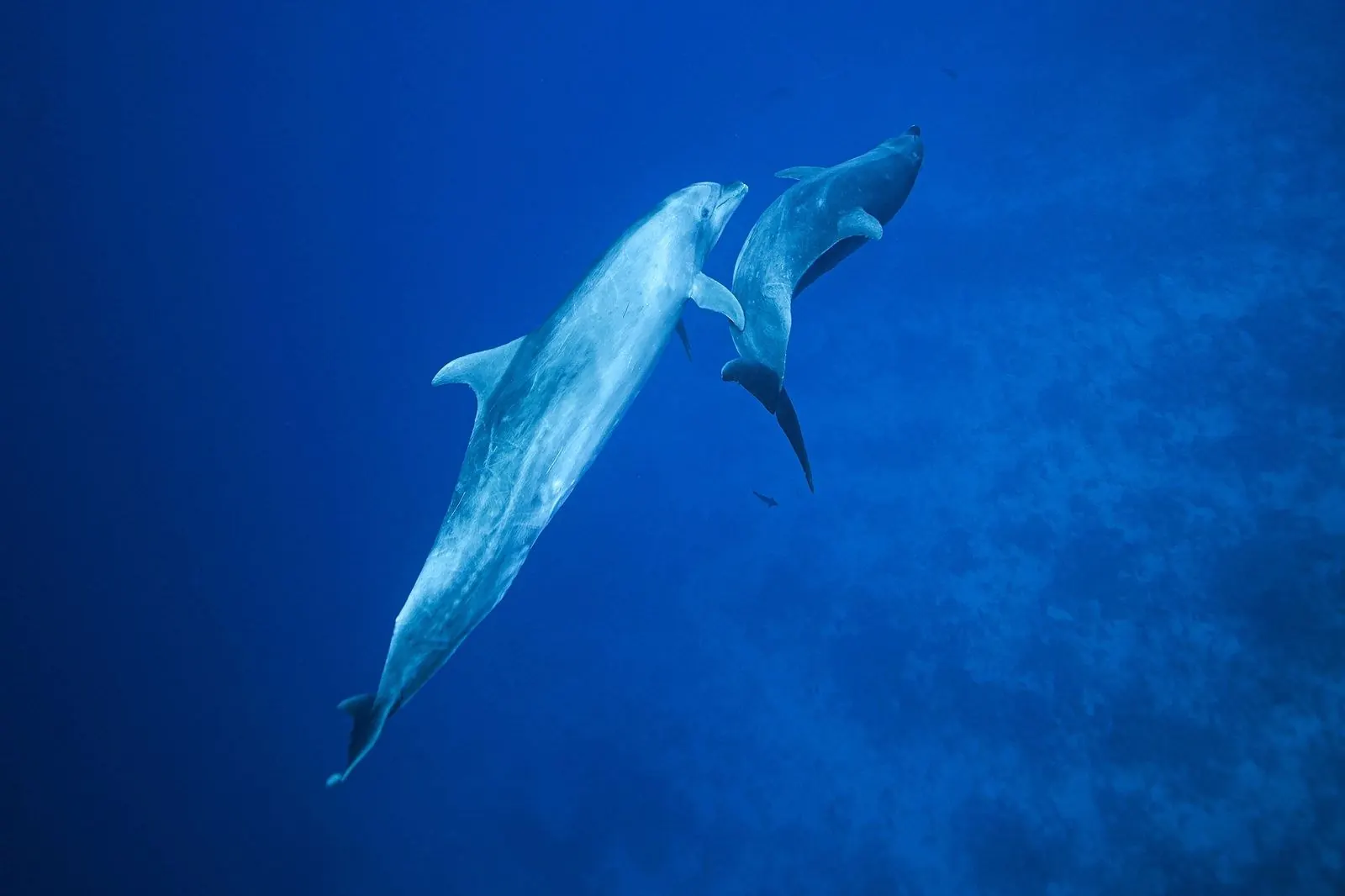 Leo and 3 other dolphins.