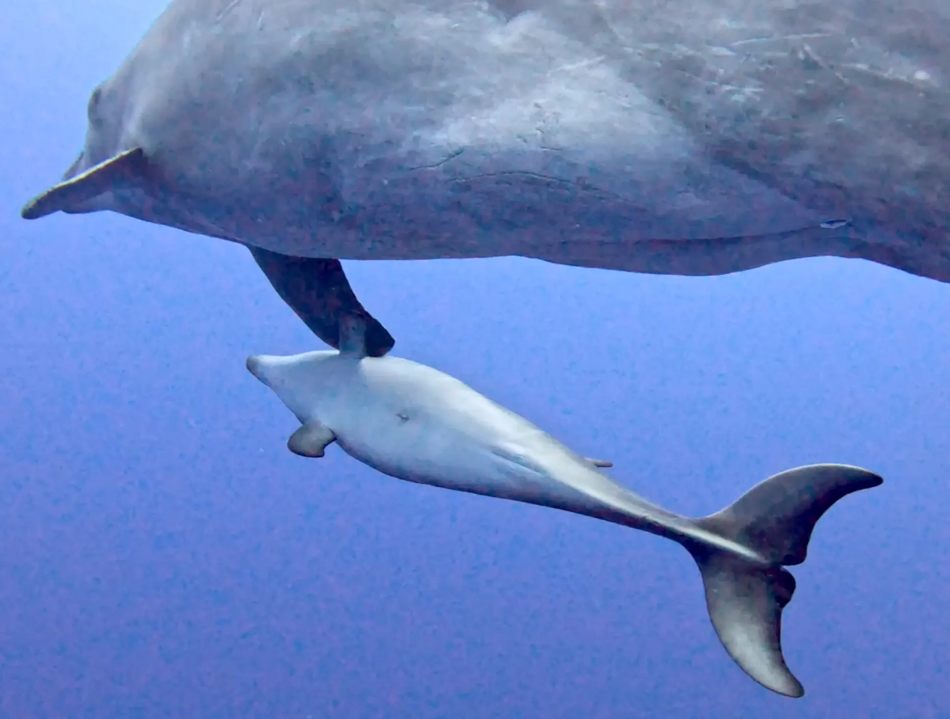 La nouvelle-née de Nikki, parmi 13 dauphins observés dans l'après-midi. Une rencontre touchante !