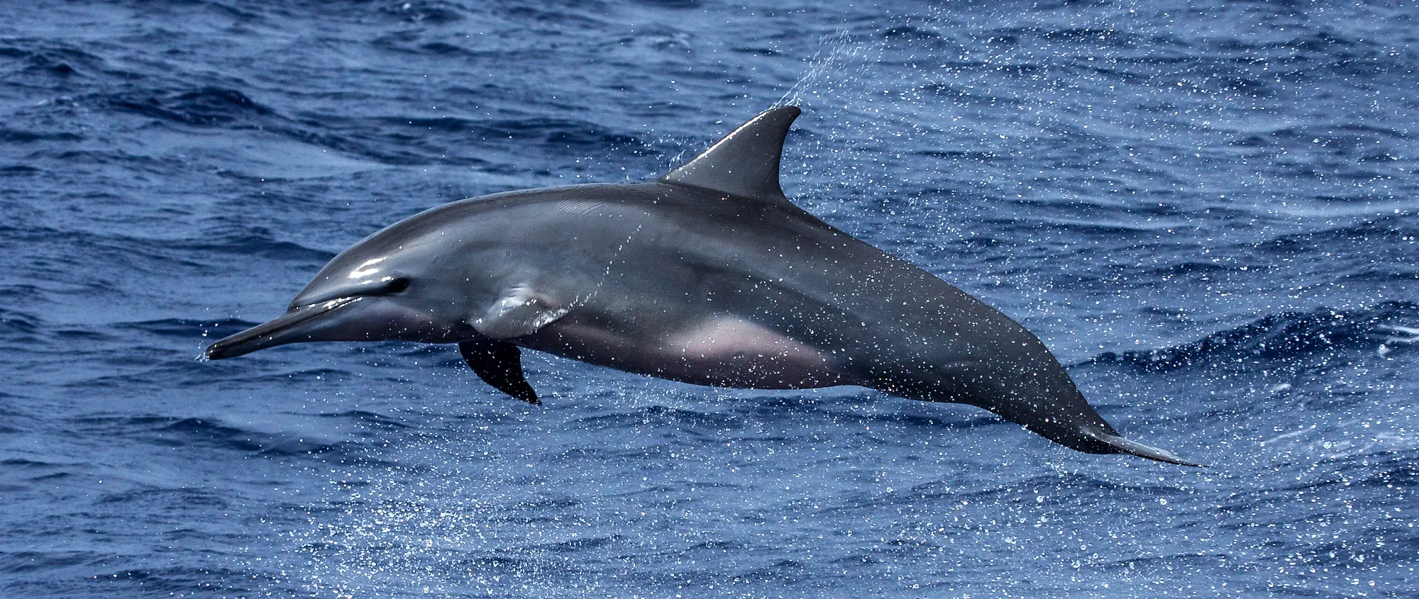 Spinner dolphin
