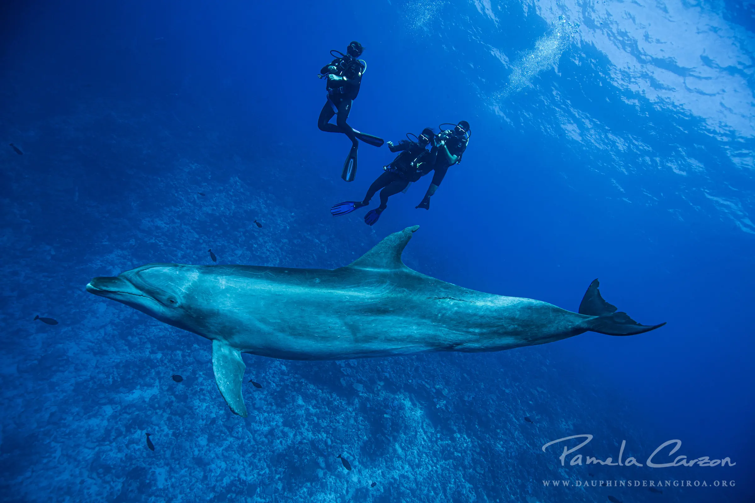 Participate in a survey on human-dolphin interactions!