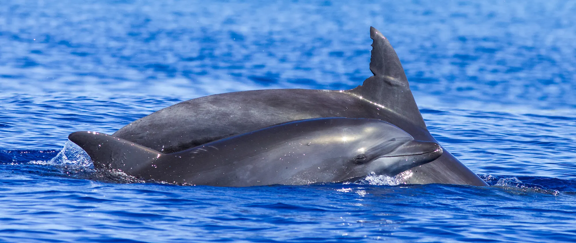Common bottlenose dolphin
