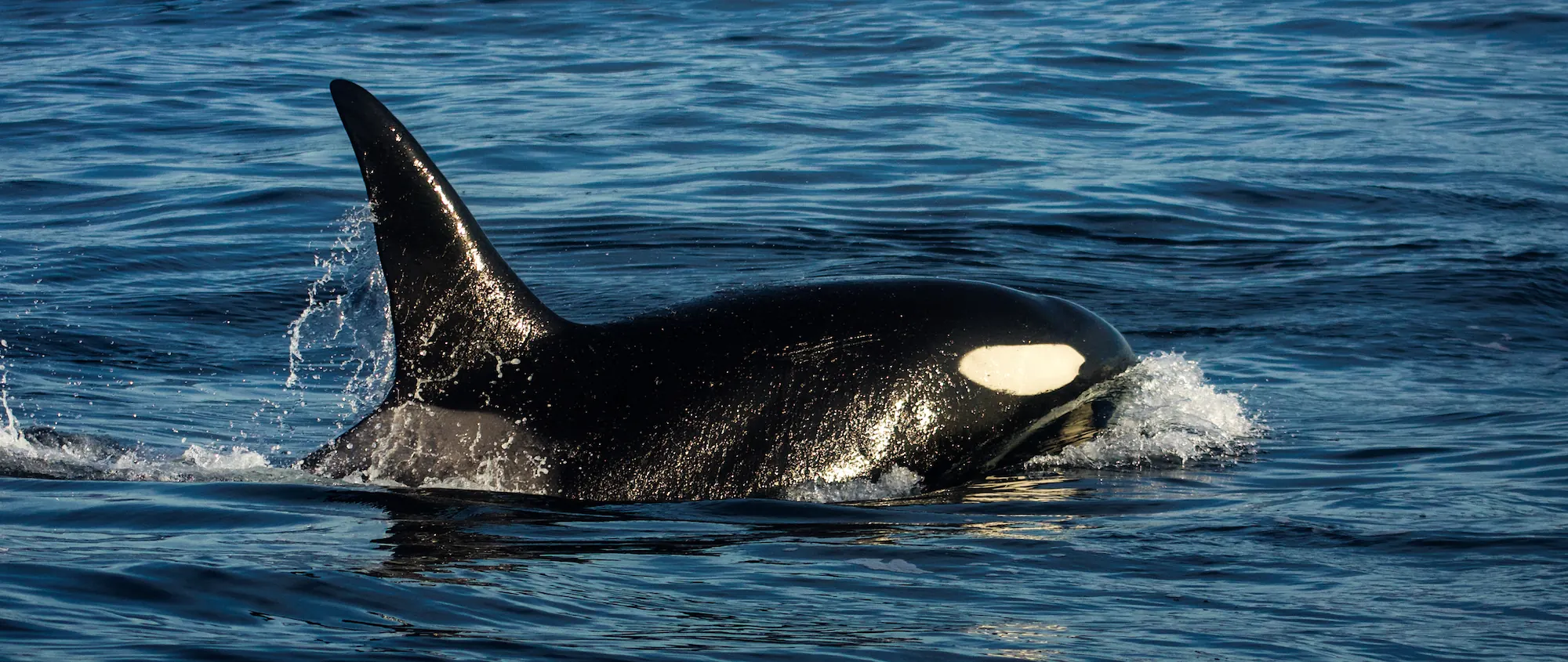 Orca