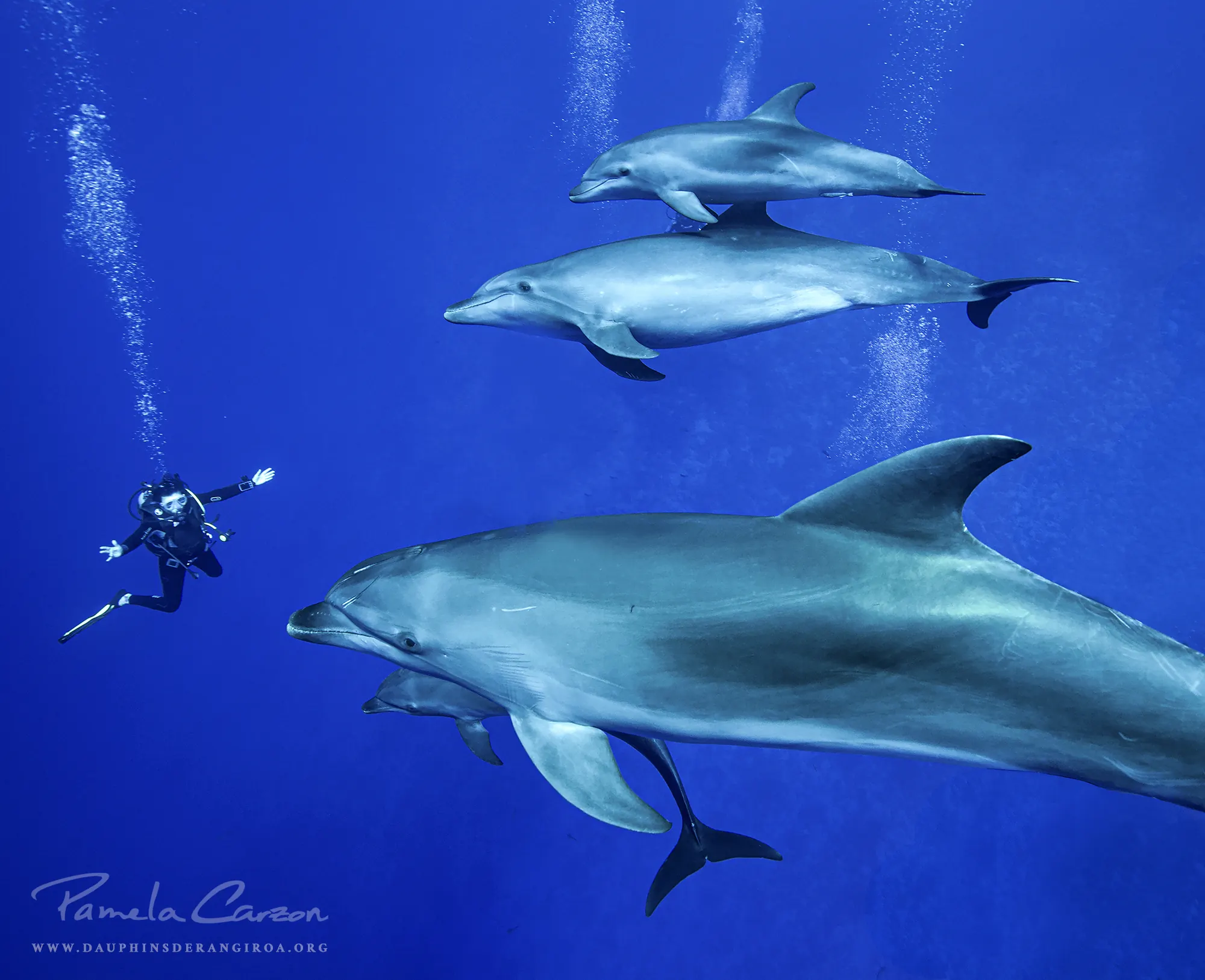 Obtaining a doctoral thesis on the dolphins of Rangiroa