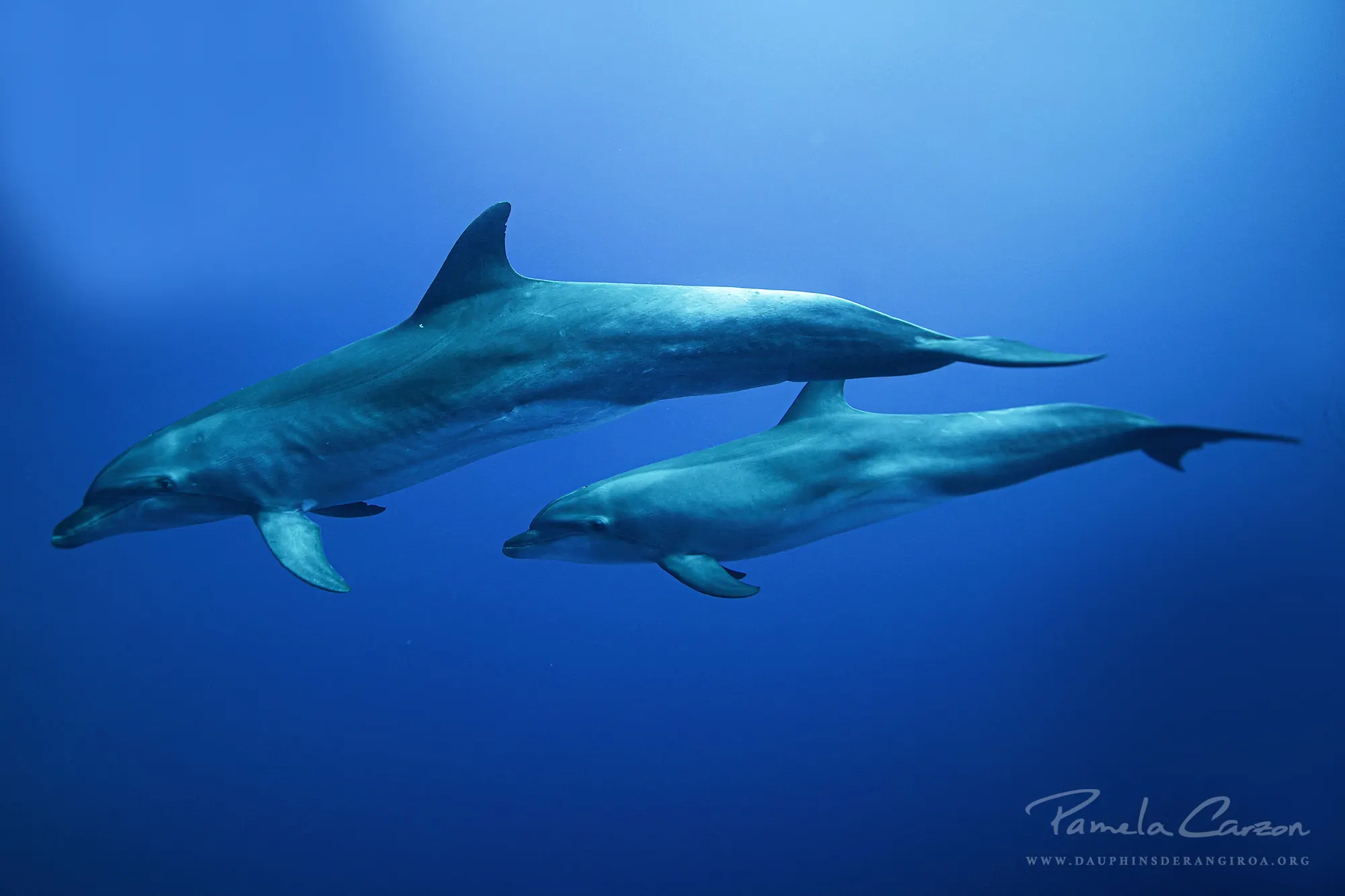 In July: encounters, project, and astonishing underwater observation!