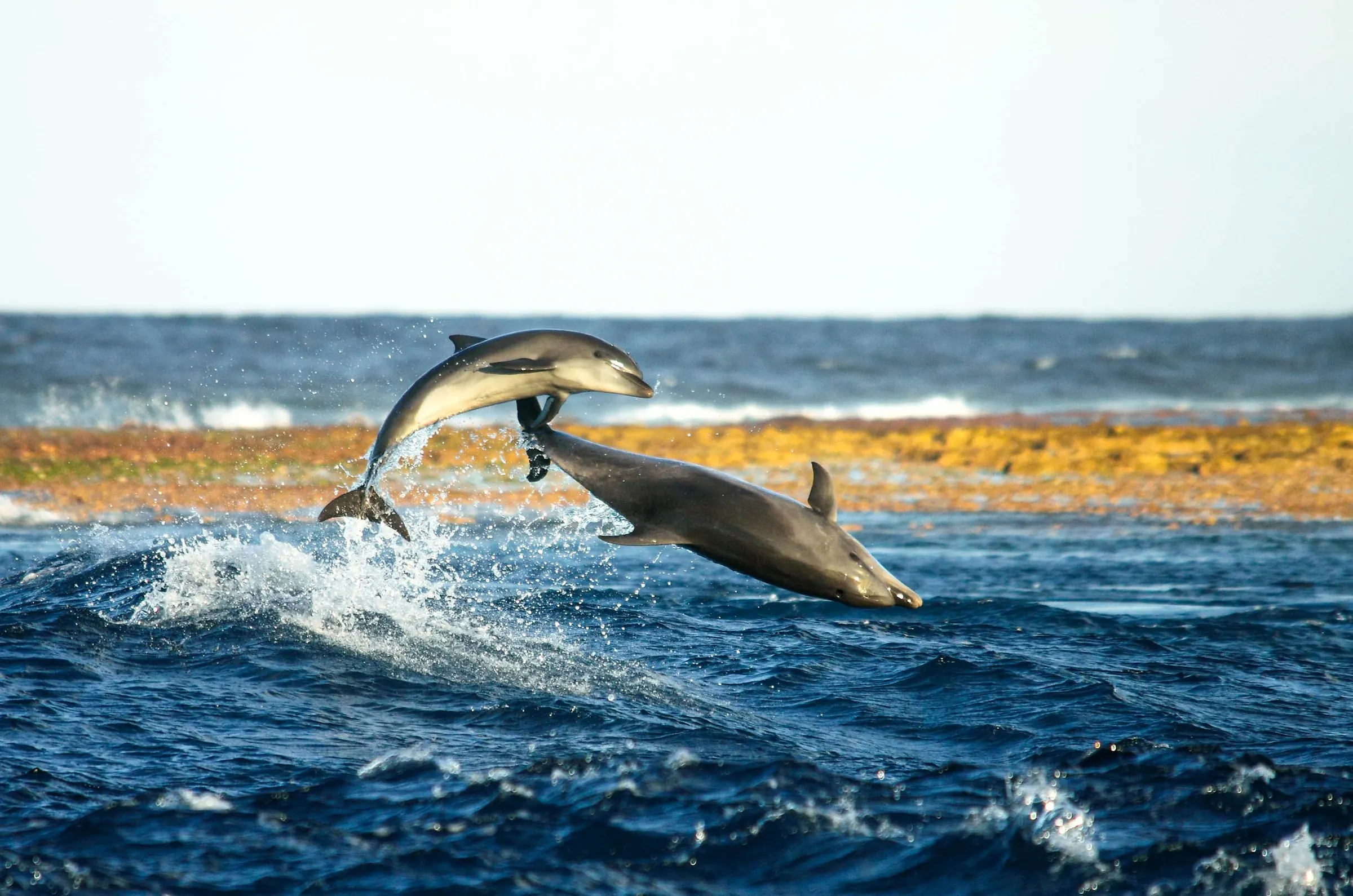 Delfines en el paso de Tiputa.